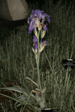 Iris pallida 'Argentea Variegata' RCP05-07 084.jpg